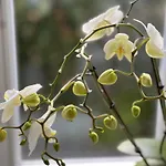 Alice - Adults Only 4* Bled