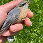 Alice - Adults Only 4* Bled