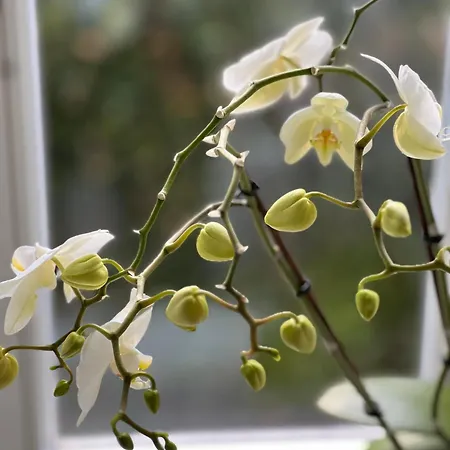 Alice - Adults Only 4* Bled