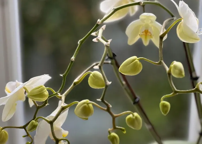 Alice - Adults Only 4* בלד