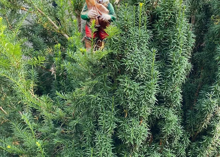 Alice - Adults Only 4* בלד