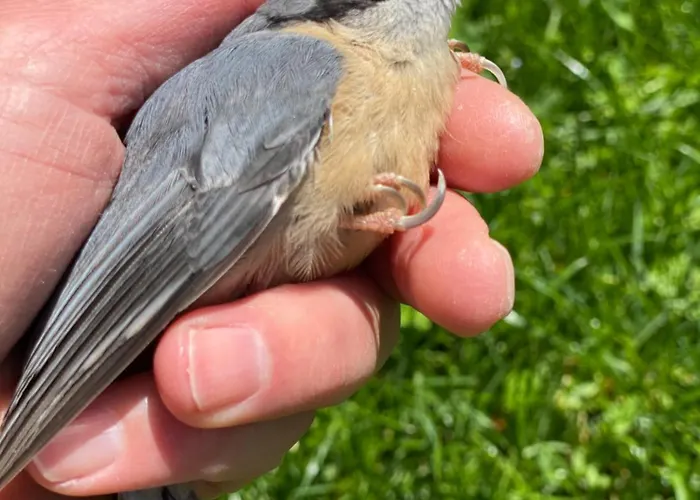 Alice - Adults Only 4* בלד